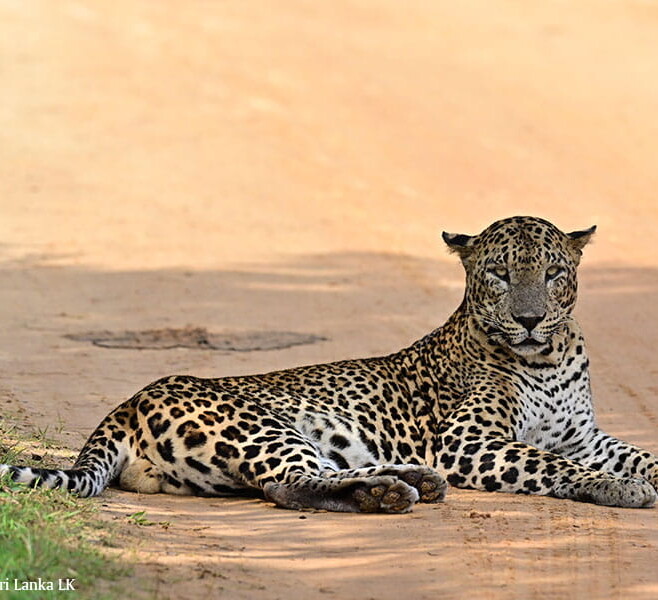 wildlifetourssrilankaLK 106