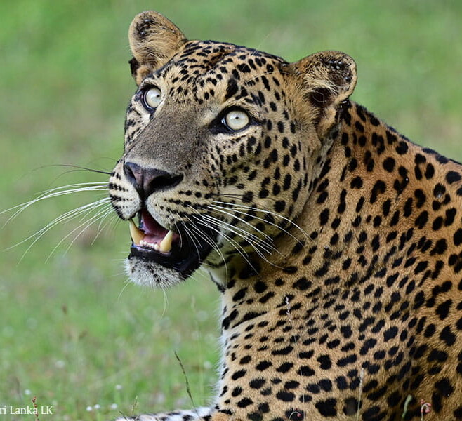 wildlifetourssrilankaLK 110