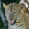 wildlifetourssrilankaLK 111
