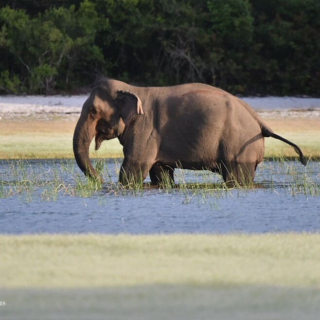 wilpattu safari 106 min