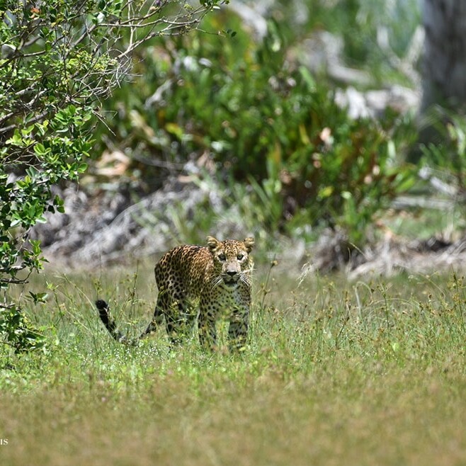 wilpattu safari 109 min