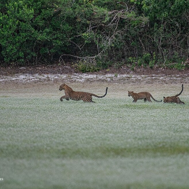 wilpattu safari 128 min