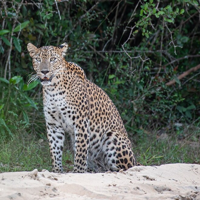 wilpattu safari 130 min