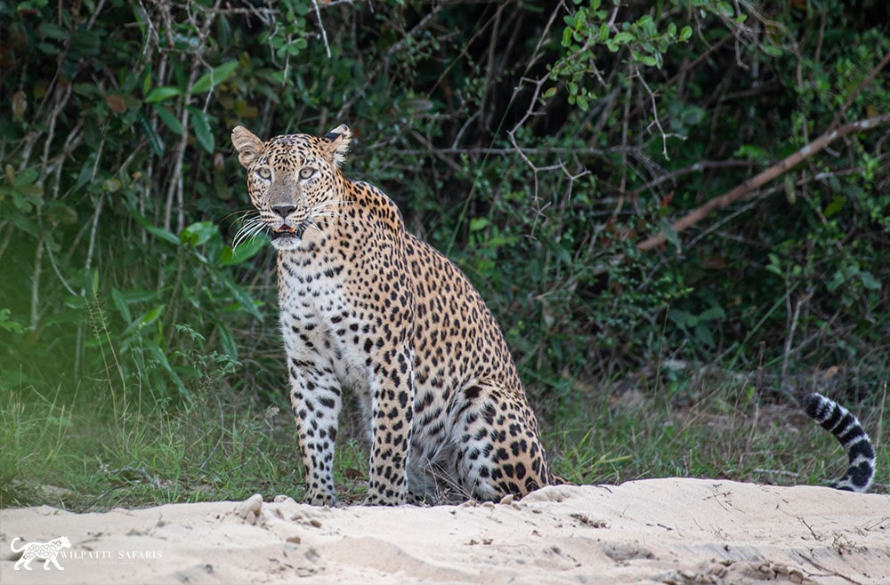 wilpattu-safari-130-min wilpattu safari 130 min