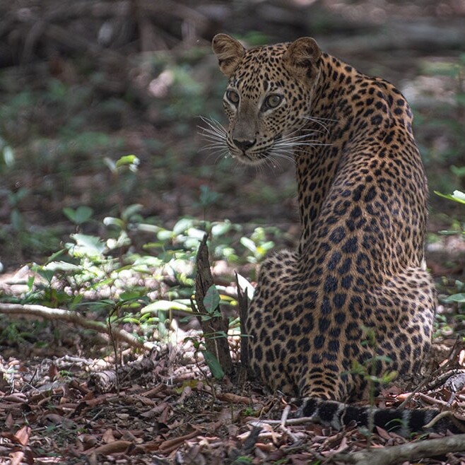 wilpattu safari 133 min