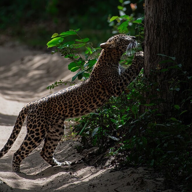 wilpattu safari 138 min