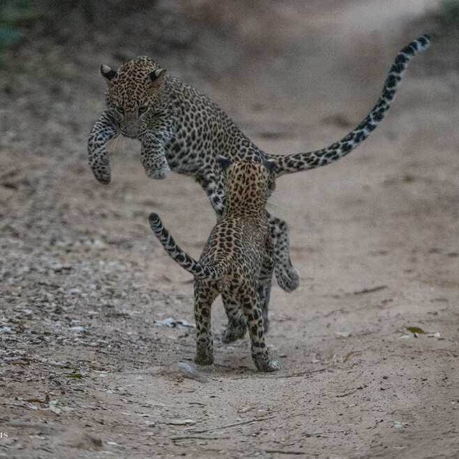 wilpattu safari 144 min