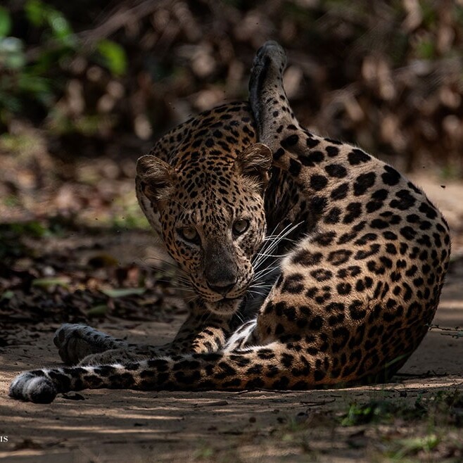 wilpattu safari 147 min