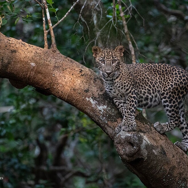 wilpattu safari 148 min