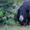 wilpattu safari 174 min