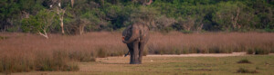wilpattu safari 09 mi 1
