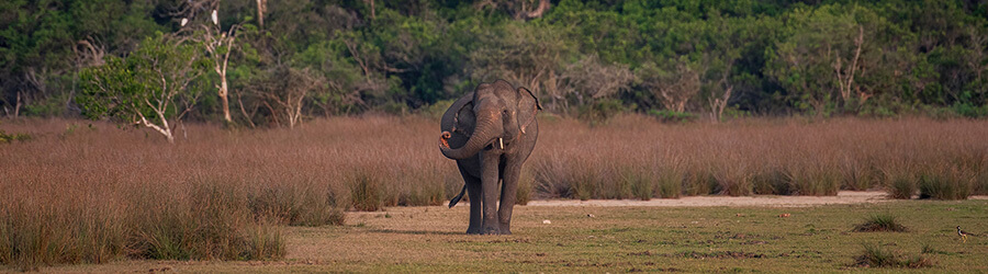 wilpattu safari 09 mi 1